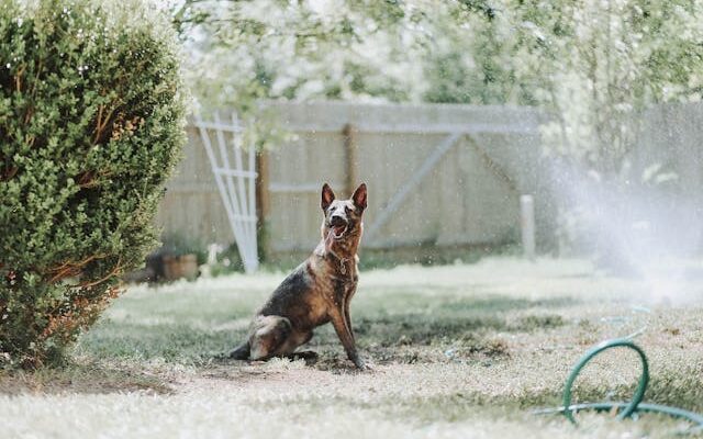 Water Sprinkles going off while a dog sits on the lawn