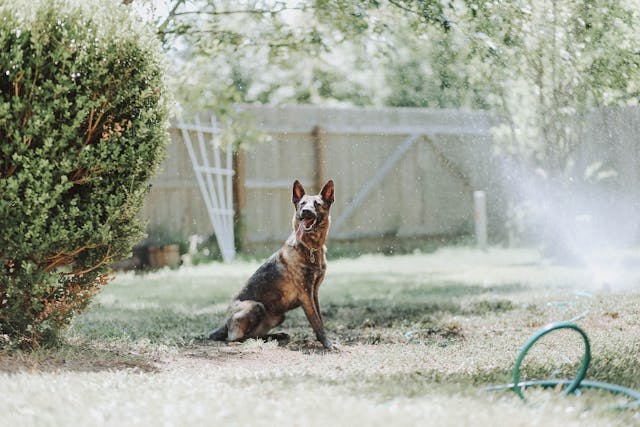 Water Sprinkles going off while a dog sits on the lawn